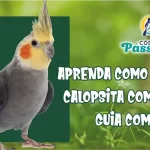Aprenda como criar Calopsita com este guia completo
