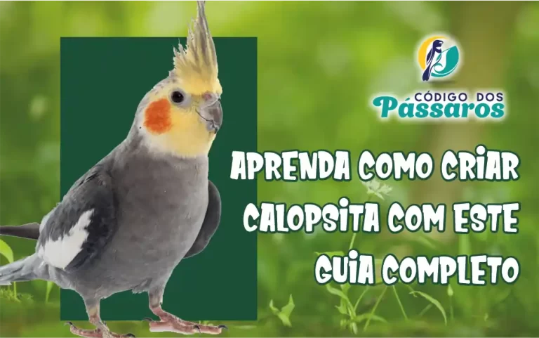 Aprenda como criar Calopsita com este guia completo
