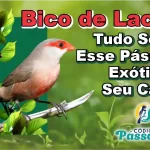 Bico de Lacre
