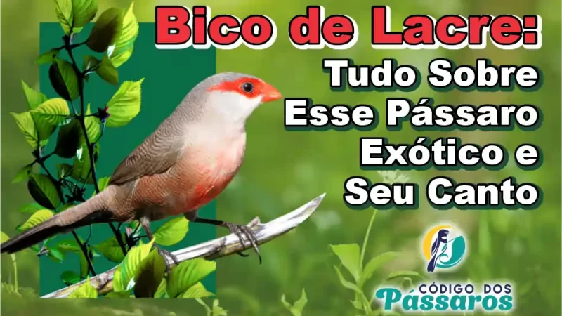 Bico de Lacre: Tudo Sobre Esse Pássaro Exótico e Seu Canto