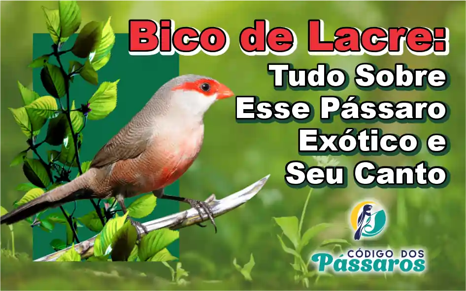 Bico de Lacre: Tudo Sobre Esse Pássaro Exótico e Seu Canto