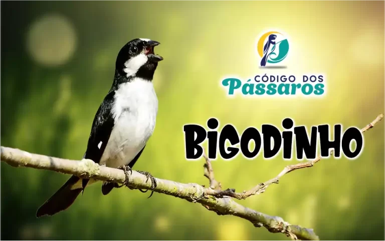 Bigodinho