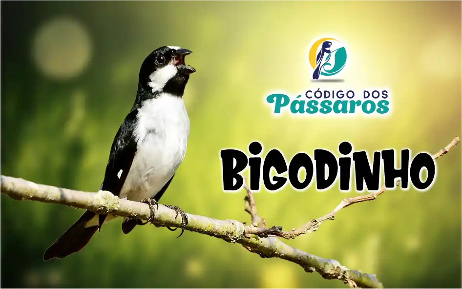 Bigodinho