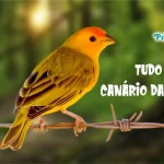 Tudo sobre Canário da terra