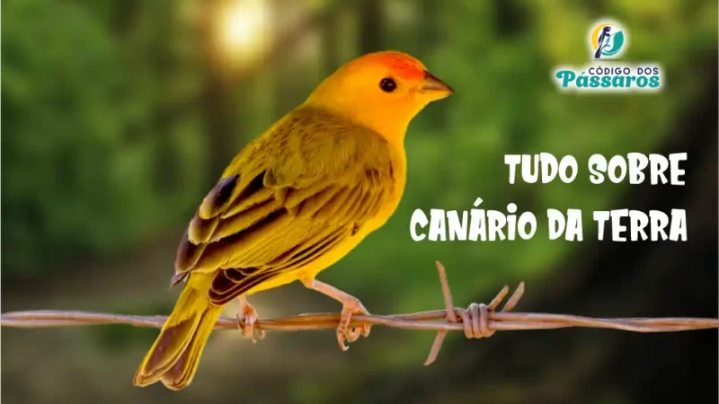 Canário da Terra: Tudo Sobre Esse Pássaro Silvestre e Seu Canto Encantador