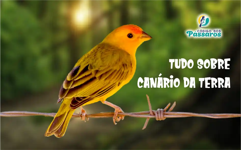 Tudo sobre Canário da terra