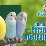 Como Criar Periquito Australiano