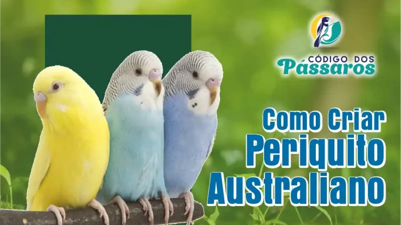 Como Criar Periquito Australiano