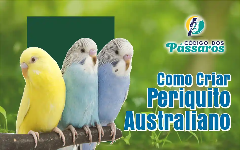 Como Criar Periquito Australiano