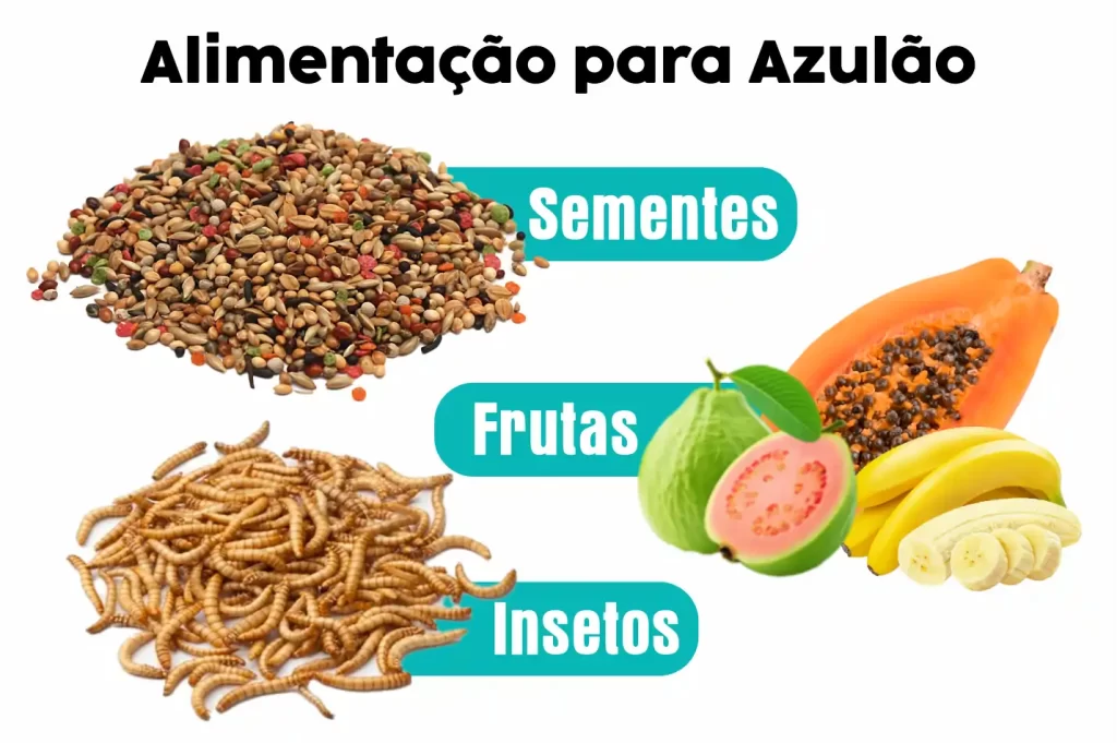 Alimentação para Azulão