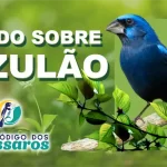 Azulão