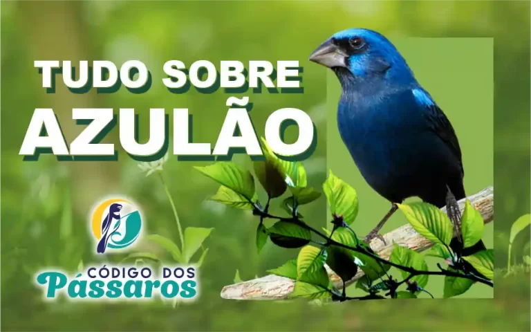 Azulão