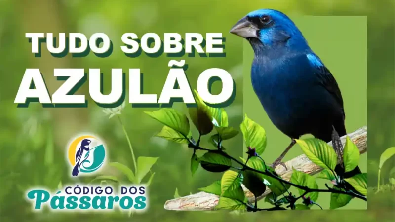 Tudo Sobre o Azulão