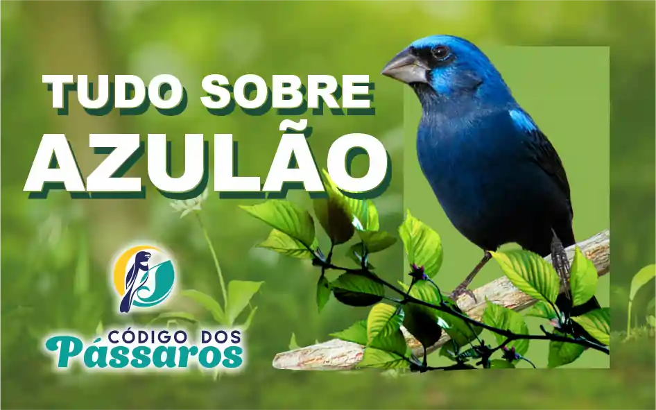 Azulão