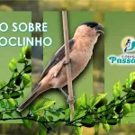 Caboclinho