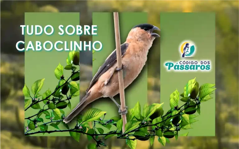 Caboclinho