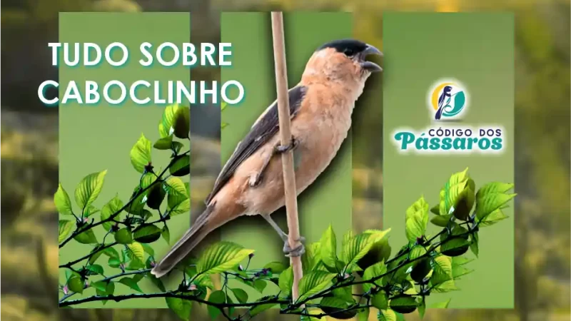 Caboclinho