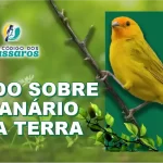 Canário da terra