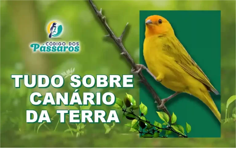 Canário da terra