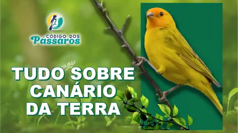 Canário da terra