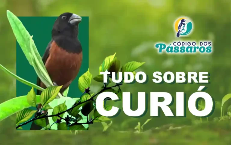 Curió