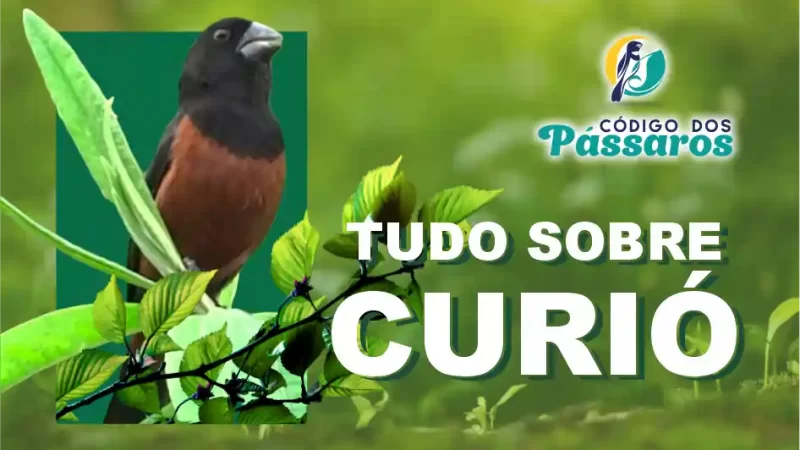 Curió