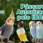 Pássaros Autorizados pelo IBAMA