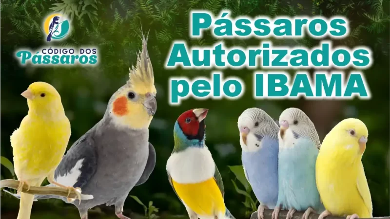 Pássaros Autorizados pelo IBAMA
