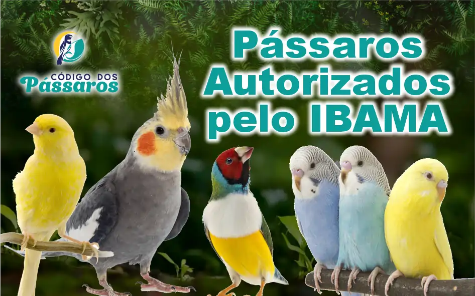Pássaros Autorizados pelo IBAMA