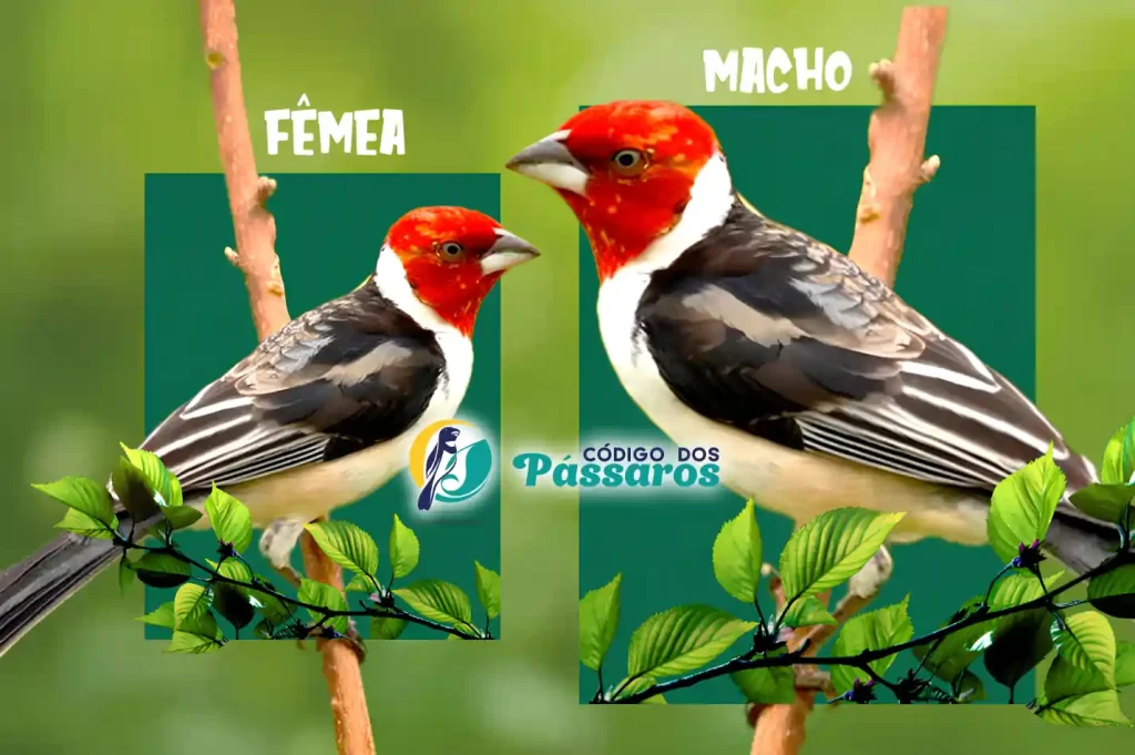 galo de campina